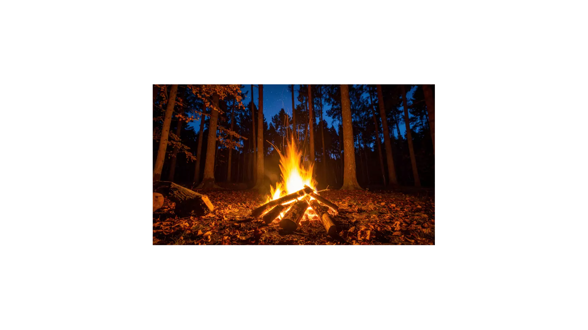 offrir un chèque cadeau pour un stage de survie en forêt
