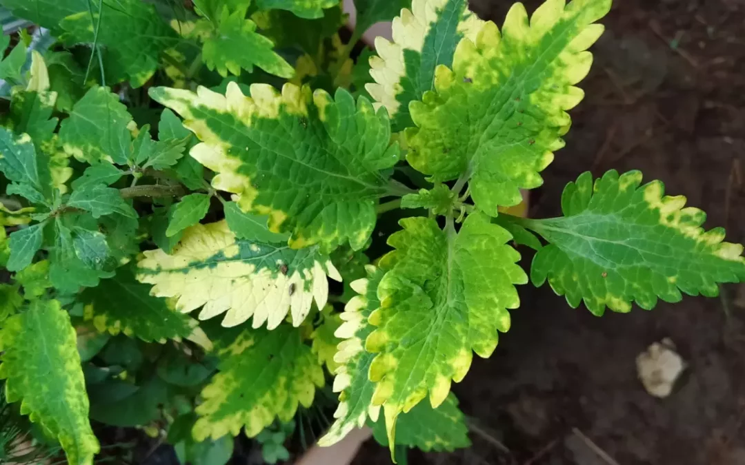 Alimentation sauvage : 5 règles d&rsquo;or pour débuter sans risque