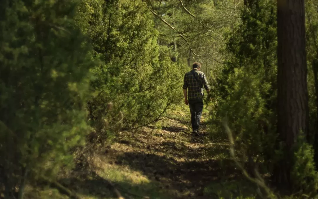 S&rsquo;orienter sans boussole : Lire les indices naturels en forêt