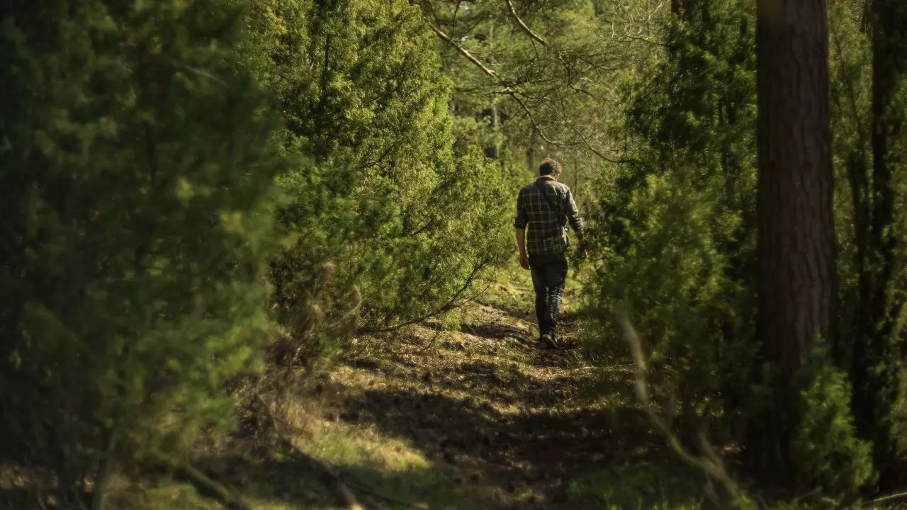 Orientation en forêt sans matériel en situation de survie